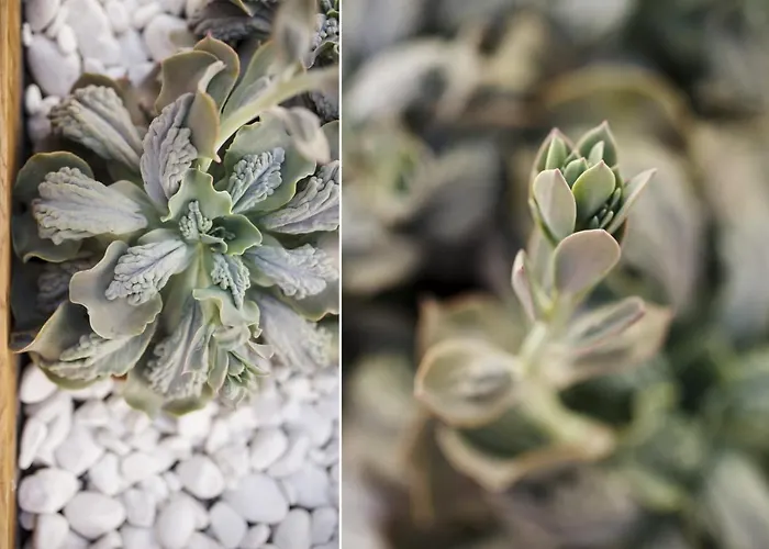 Vila Roble Yaiza (Lanzarote)