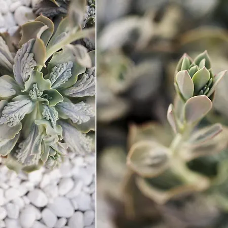 ヴィラ Roble ヤイサ